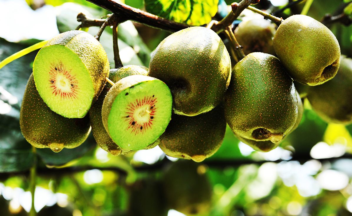 猕猴桃